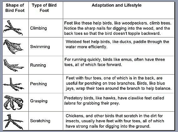 Bird Feet