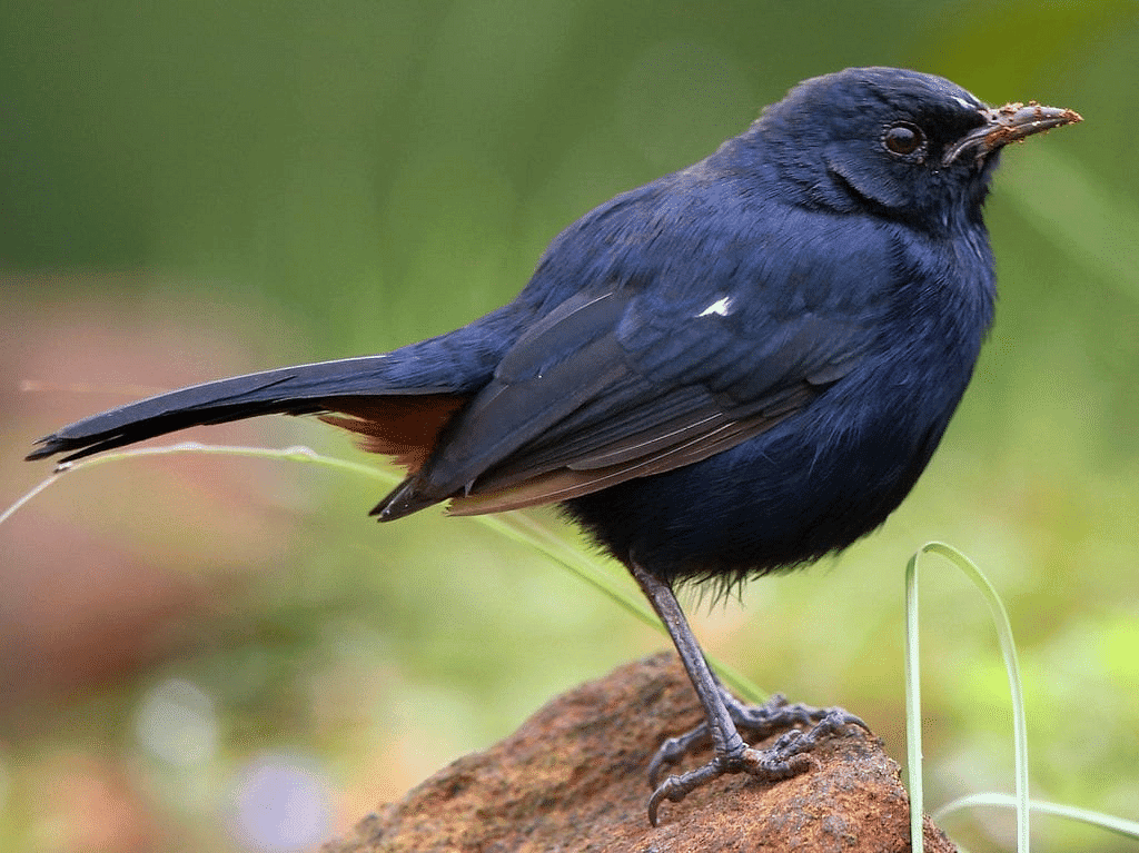 Indian Robin