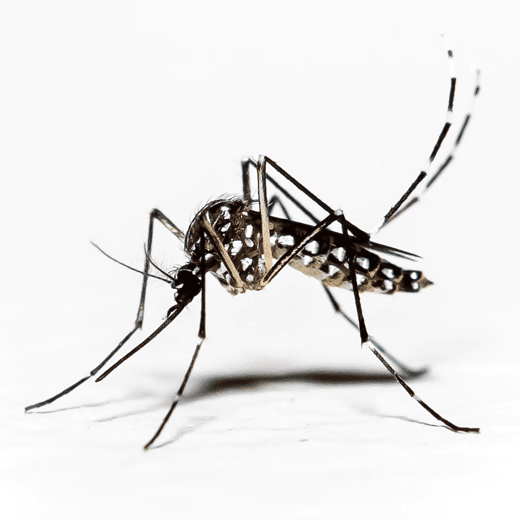 A Treat for Mosquitoes - 1 Class 5 Worksheet EVS Chapter 8