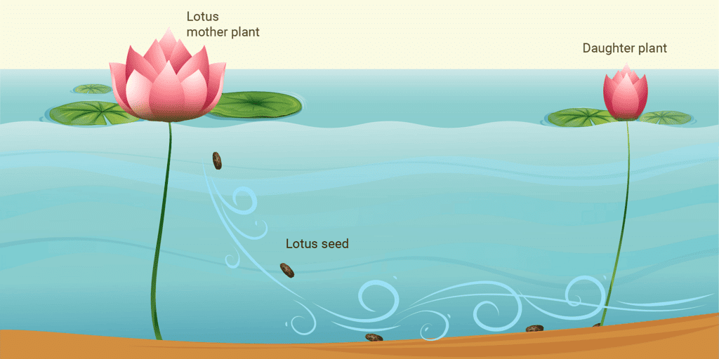 Plant Life Chapter Notes | Science Class 5