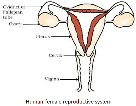How do Organisms Reproduce Class 10 Notes Science Chapter 7