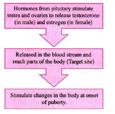 Reaching the Age of Adolescence Class 8 Notes Science Chapter 7
