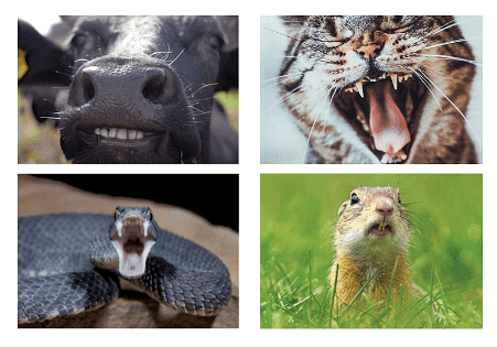 Types of Animal Teeth