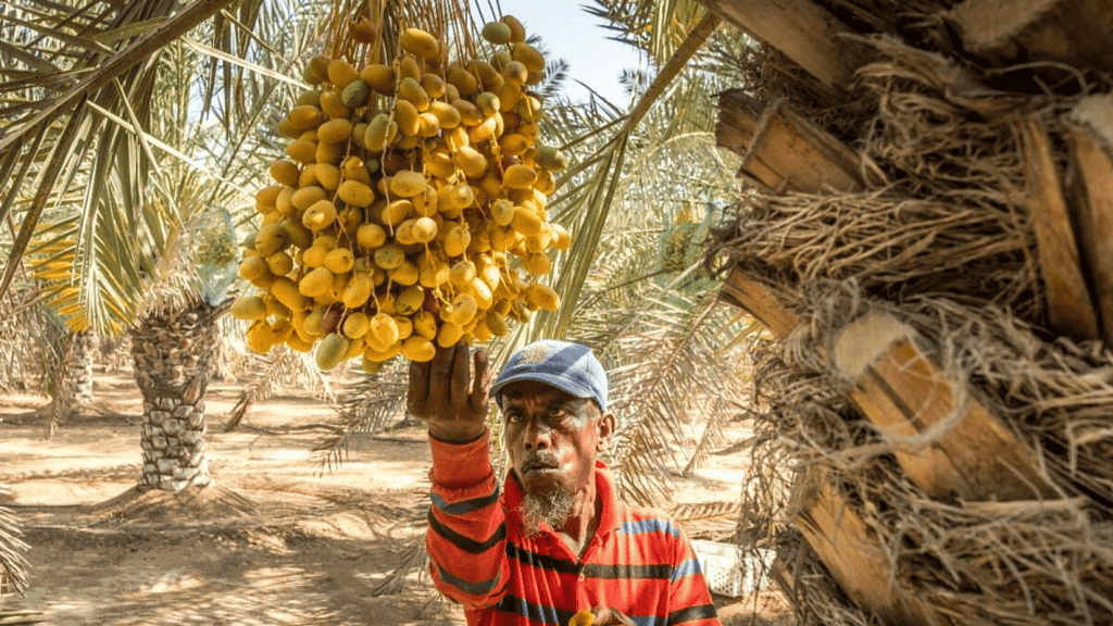 Date Farms