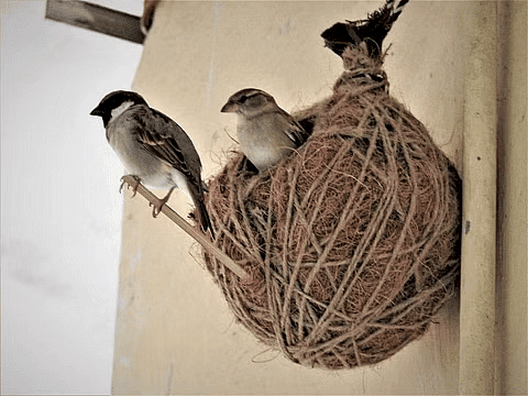 Sparrow