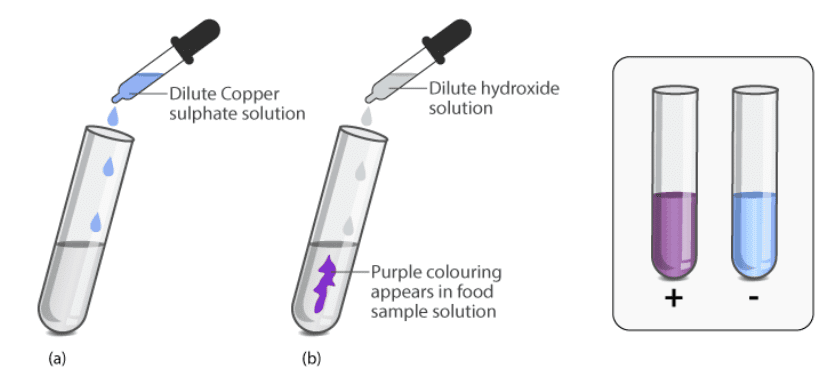 NCERT Summary: Components of Food | Class 6 All Subjects (Old NCERT)