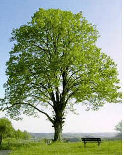 NCERT Solutions for Class 10 English First Flight Chapter 7 - The Trees