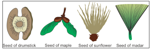 Reproduction in Plants Class 7 Notes Science Chapter 8