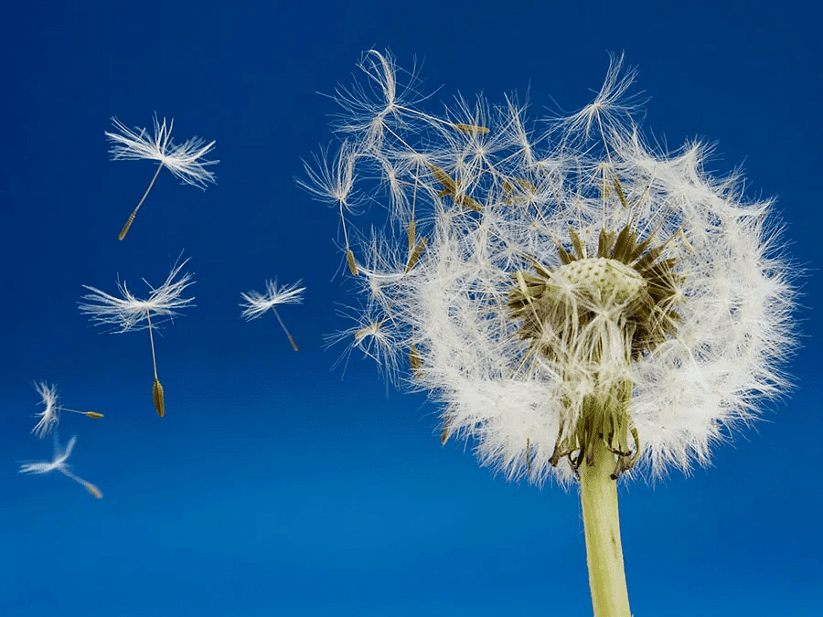 Plant Life Chapter Notes | Science Class 5