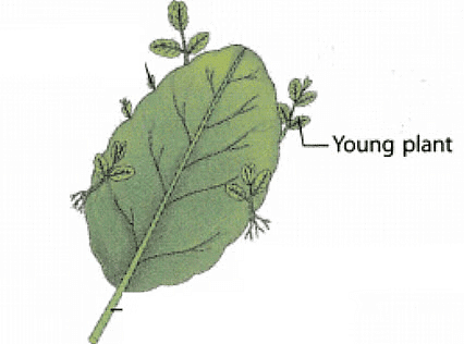 Plant Life Chapter Notes | Science Class 5