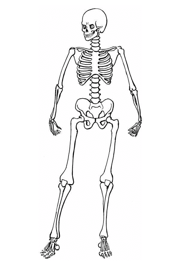 Body Movements Class 6 Worksheet Science