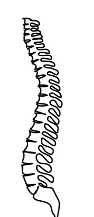 Class 5 Science - Nervous System - CBSE Worksheets Solutions - 1