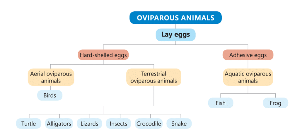 Reproduction in Animals Class 4 Notes Science
