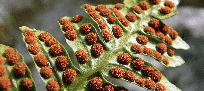 Plant Life Chapter Notes | Science Class 5