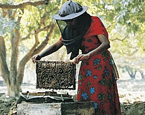 Anita and the Honeybees Class 4 Notes EVS Chapter 5