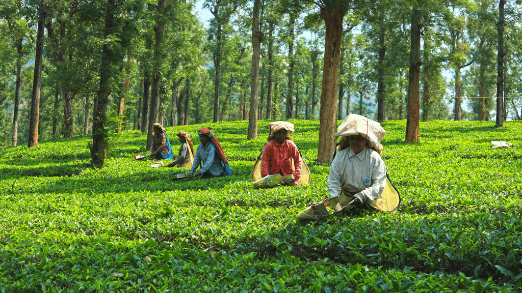 Tea Plantation