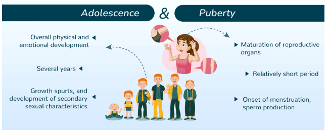 Reaching the Age of Adolescence Class 8 Notes Science Chapter 7