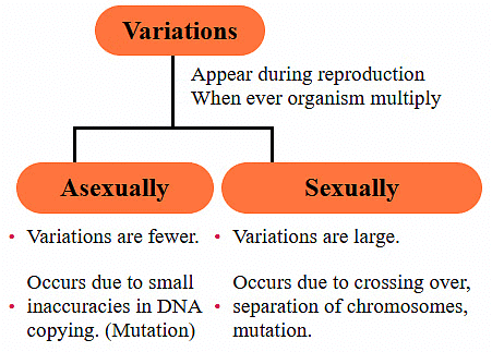 Heredity and Evolution Class 10 Notes Science Chapter 8