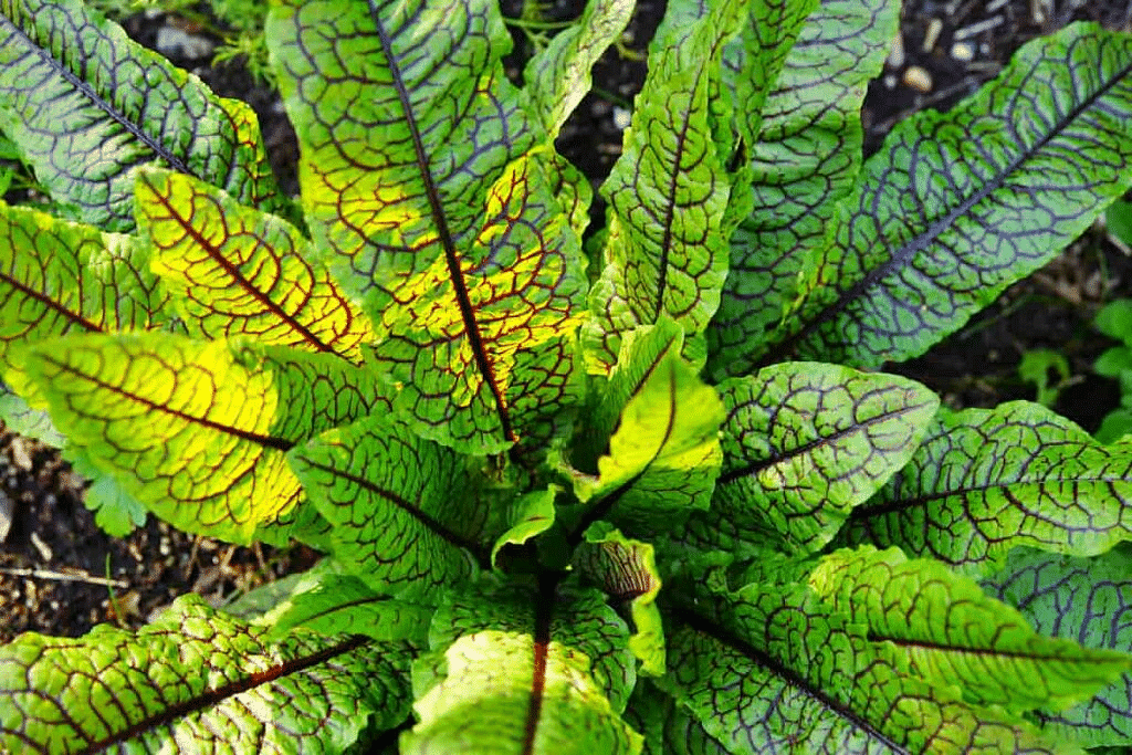 Dock Plant