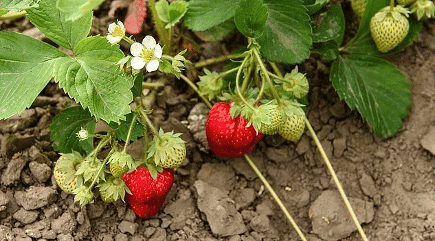 Plant Life Chapter Notes | Science Class 5
