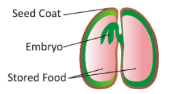 Reproduction in Plants Class 7 Notes Science Chapter 8