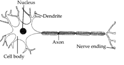 Class 10 Science Chapter 6 Question Answers - Control and Coordination