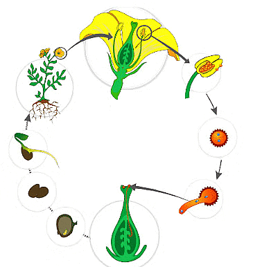 Plant Life Chapter Notes | Science Class 5