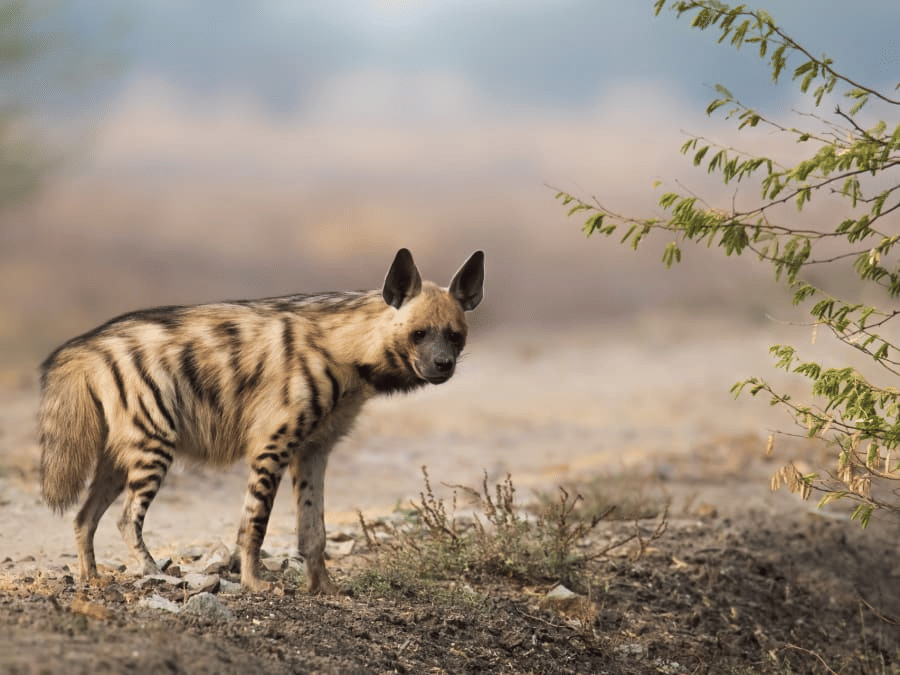 How to Tell Wild Animals Summary Class 10 English First Flight Chapter 4