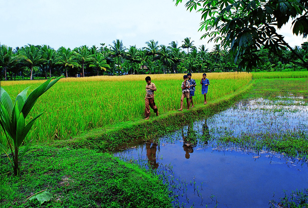 Lush Greens of Kerala