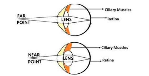 Human Eye and Colourful World Class 10 Notes Science Chapter 10