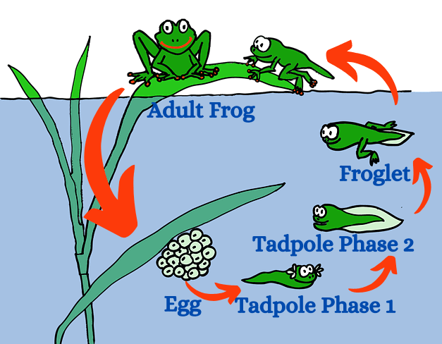 Reaching the Age of Adolescence Class 8 Notes Science Chapter 7