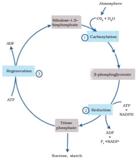 NEET Previous Year Questions (2016-2025): Photosynthesis in Higher Plants | Biology Class 11