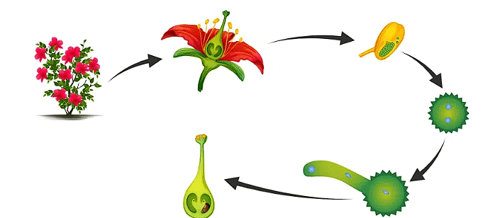 Pollination