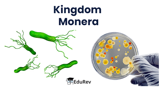 Kingdom Monera: Archaebacteria & Eubacteria | Biology Class 11 - NEET