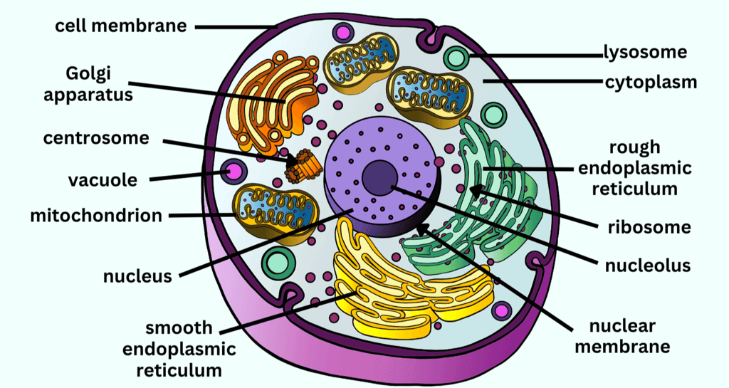 Animal Cell