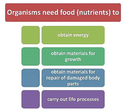 Function of Nutrients
