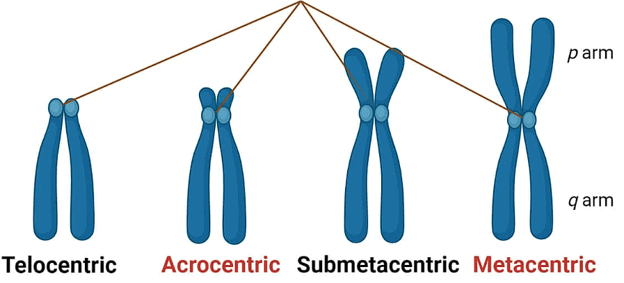 Types of Chromosome