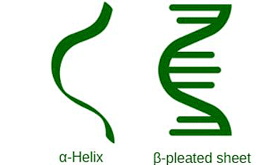 Protein and Structure of Protein | Biology Class 11 - NEET