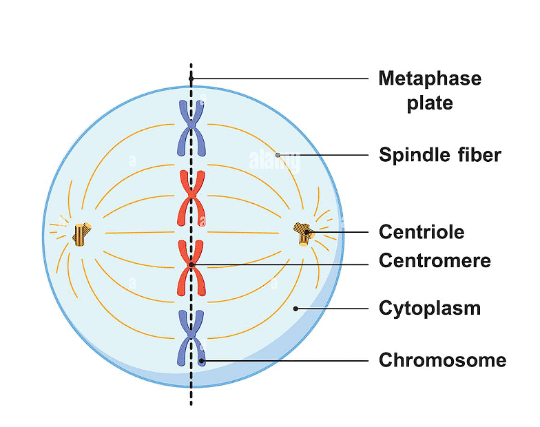 Metaphase