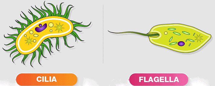 Cillia and Flagella
