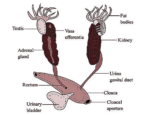 Frog: Morphology & Anatomy | Biology Class 11 - NEET