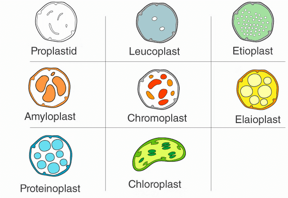 Cell - Notes, Biology | General Awareness - Bank Exams