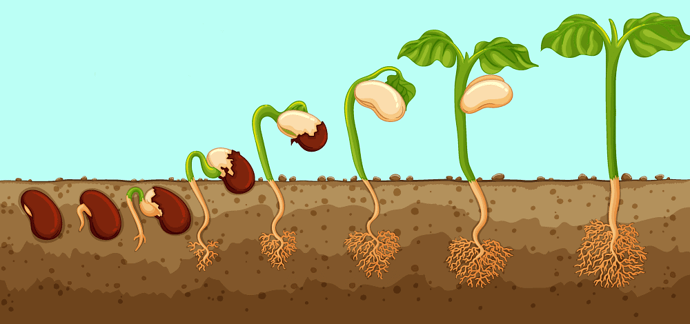 Growth & its Phases, Rates, Conditions, Processes | Biology Class 11 - NEET