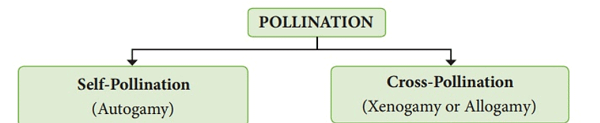 Pollination and Outbreeding Devices | Biology Class 12 - NEET