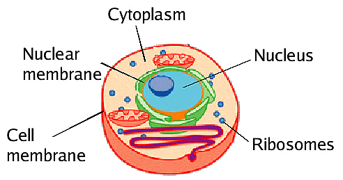 Cell - Notes, Biology | General Awareness - Bank Exams