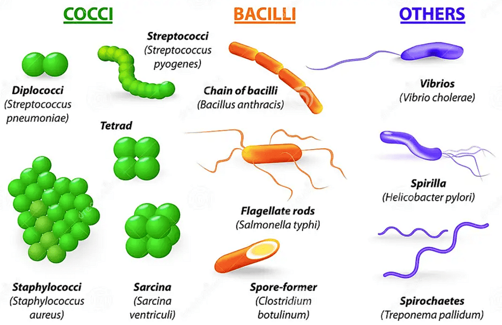 Various Shapes of Bacteria