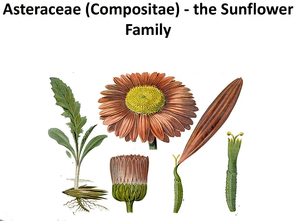 Floral Families: Compositae, Graminae - NEET