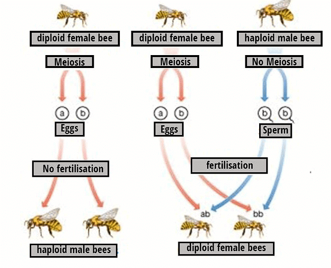 Sex Determination and Mutation | Biology Class 12 - NEET