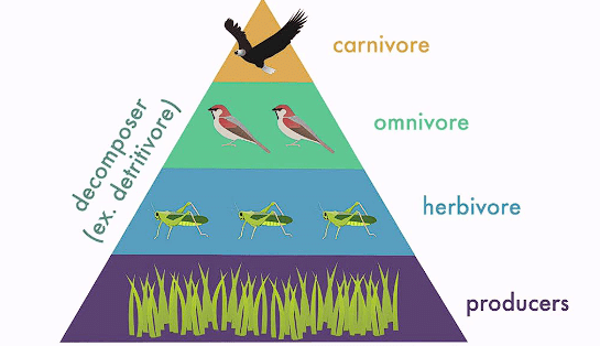 NCERT Exemplar: Our Environment | Science Class 10
