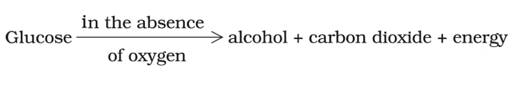 Anaerobic respiration